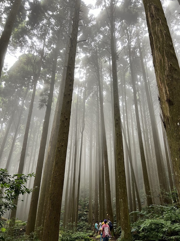 加里山杉木林與登山隊伍
