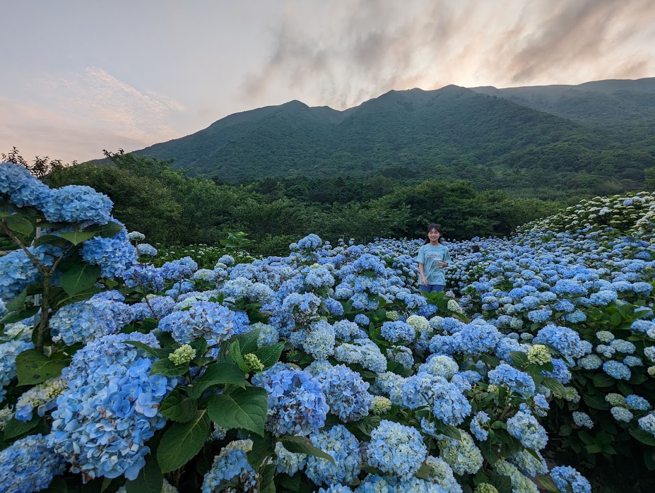 陽明山繡球花田