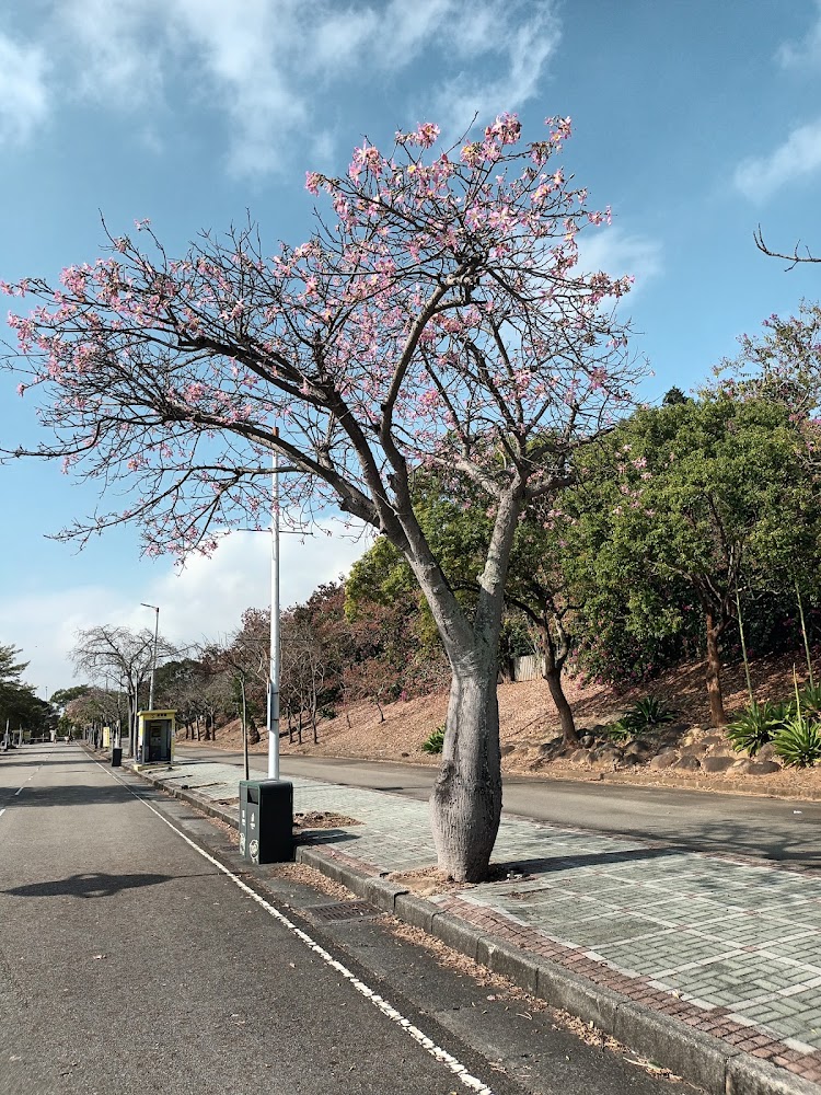 麗寶樂園渡假區周邊花樹景觀