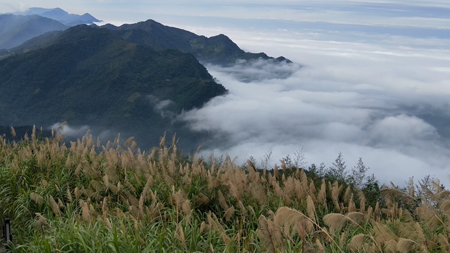 山谷雲霧與前景芒草的壯麗山景