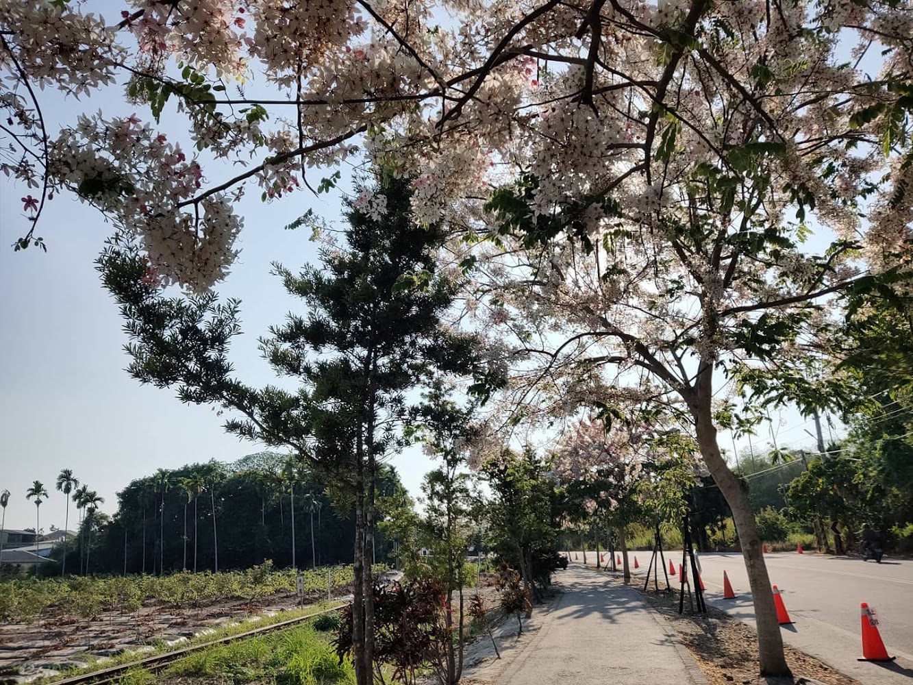 彰化白色花樹步道與鐵軌