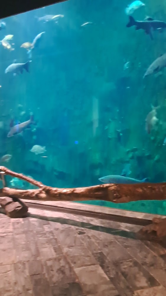 臺灣水域館大型自然生態水族箱