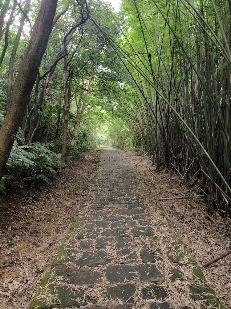 石板步道兩旁有竹林與樹木