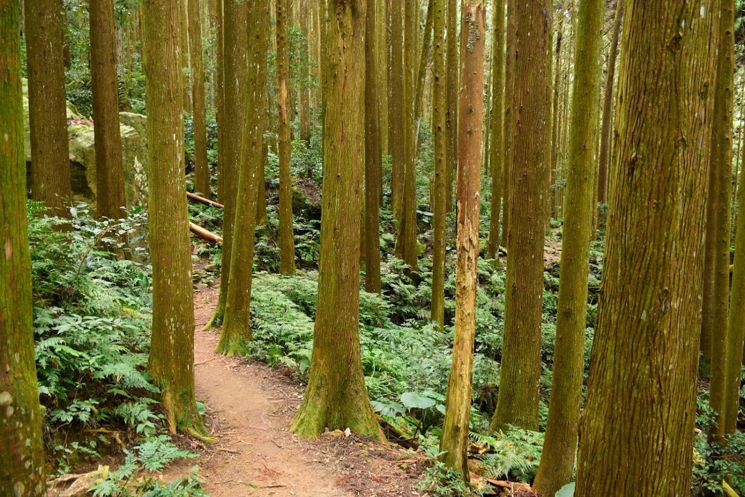 加里山登山步道森林小徑