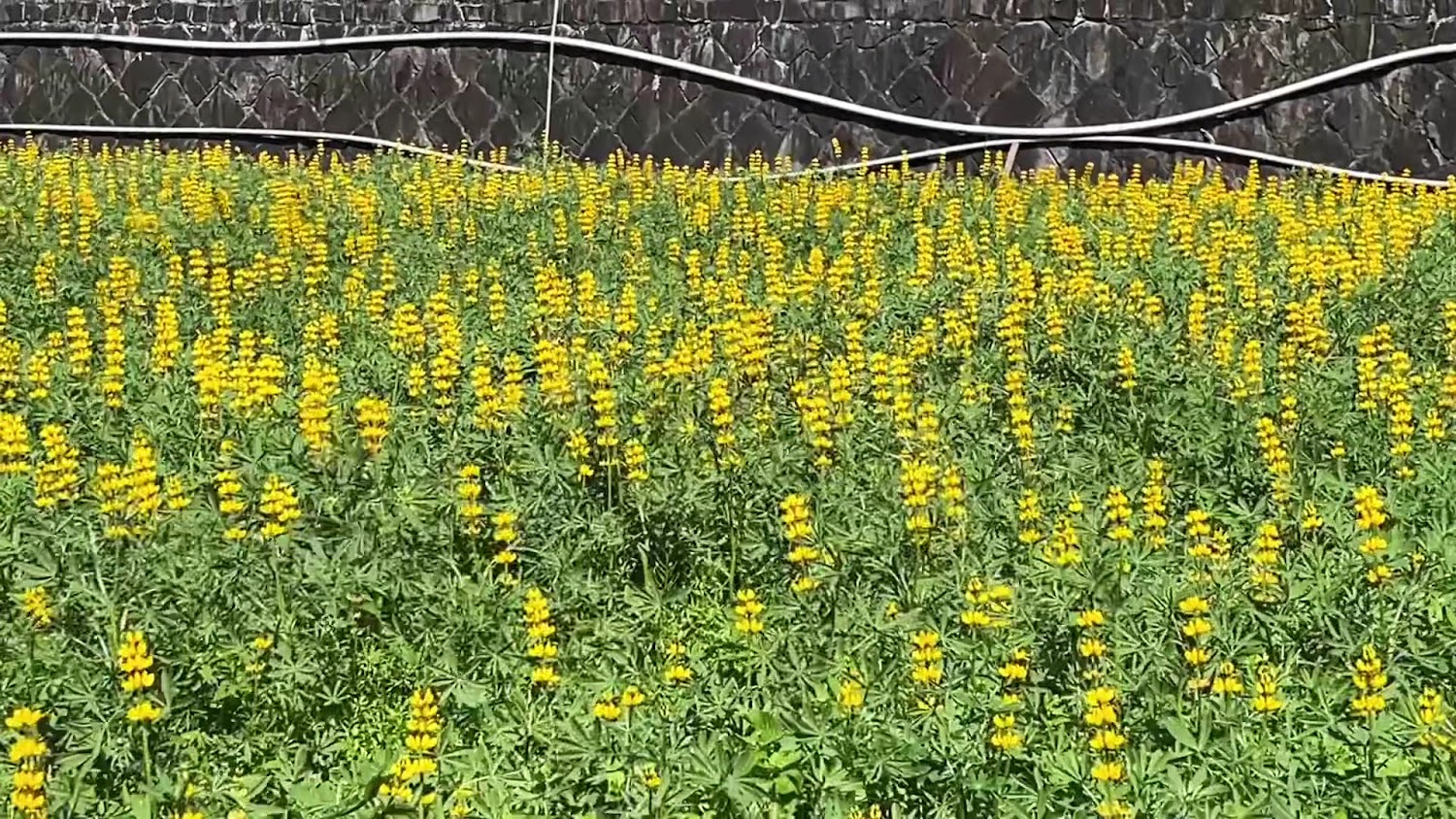 樟樹步道魯冰花海區花田與石牆