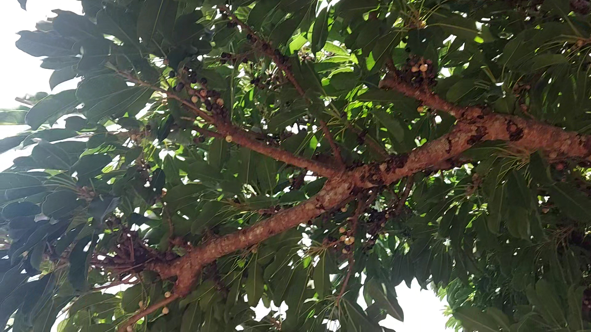 墾丁國家公園自然生態樹幹與枝葉果實