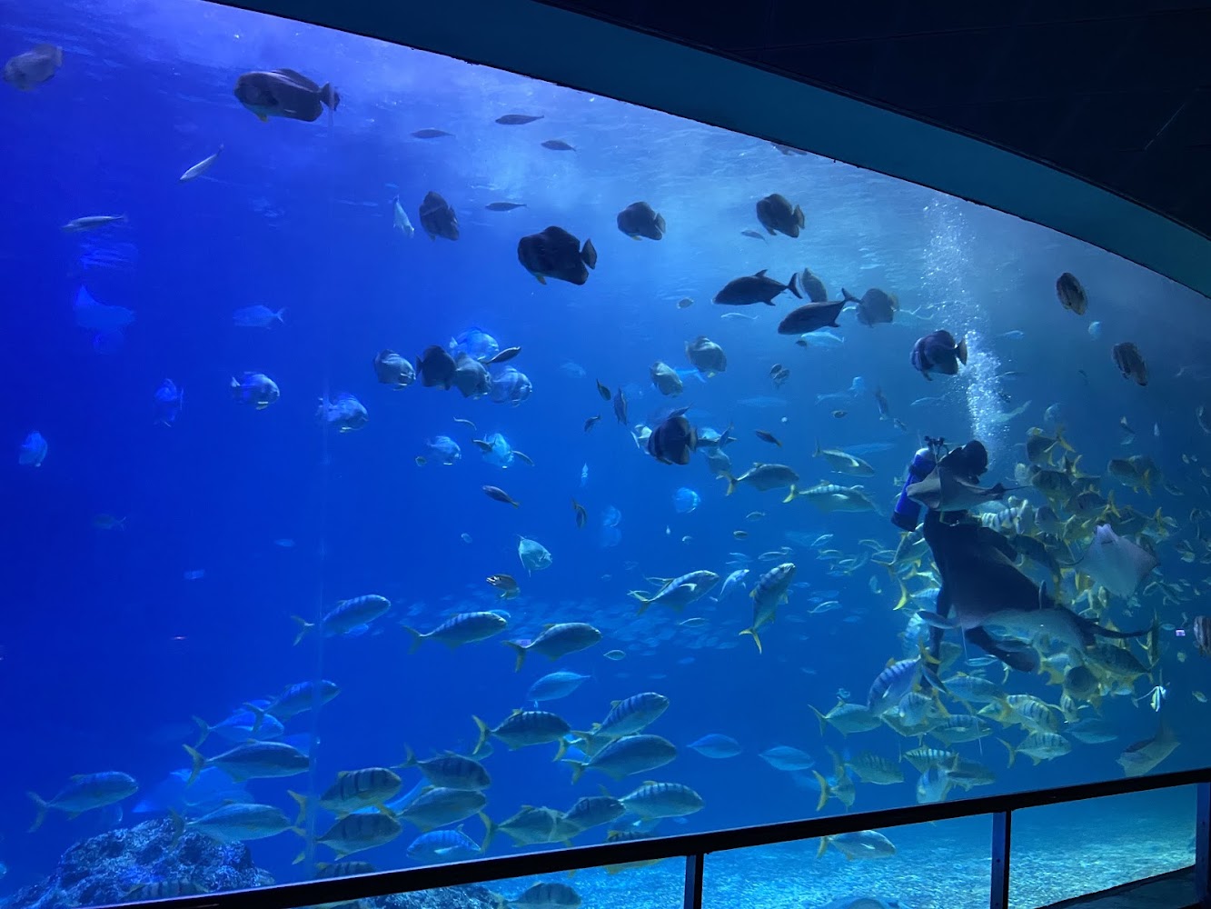 世界水域館大型水槽與潛水員