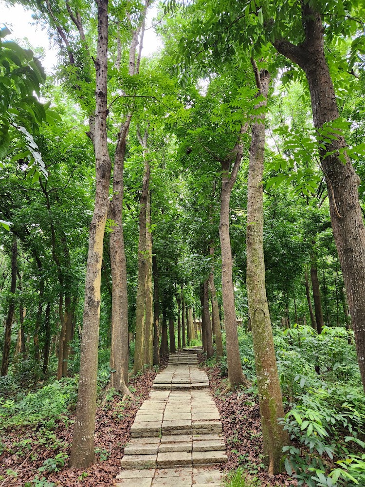 川文山森林保育農場石板步道
