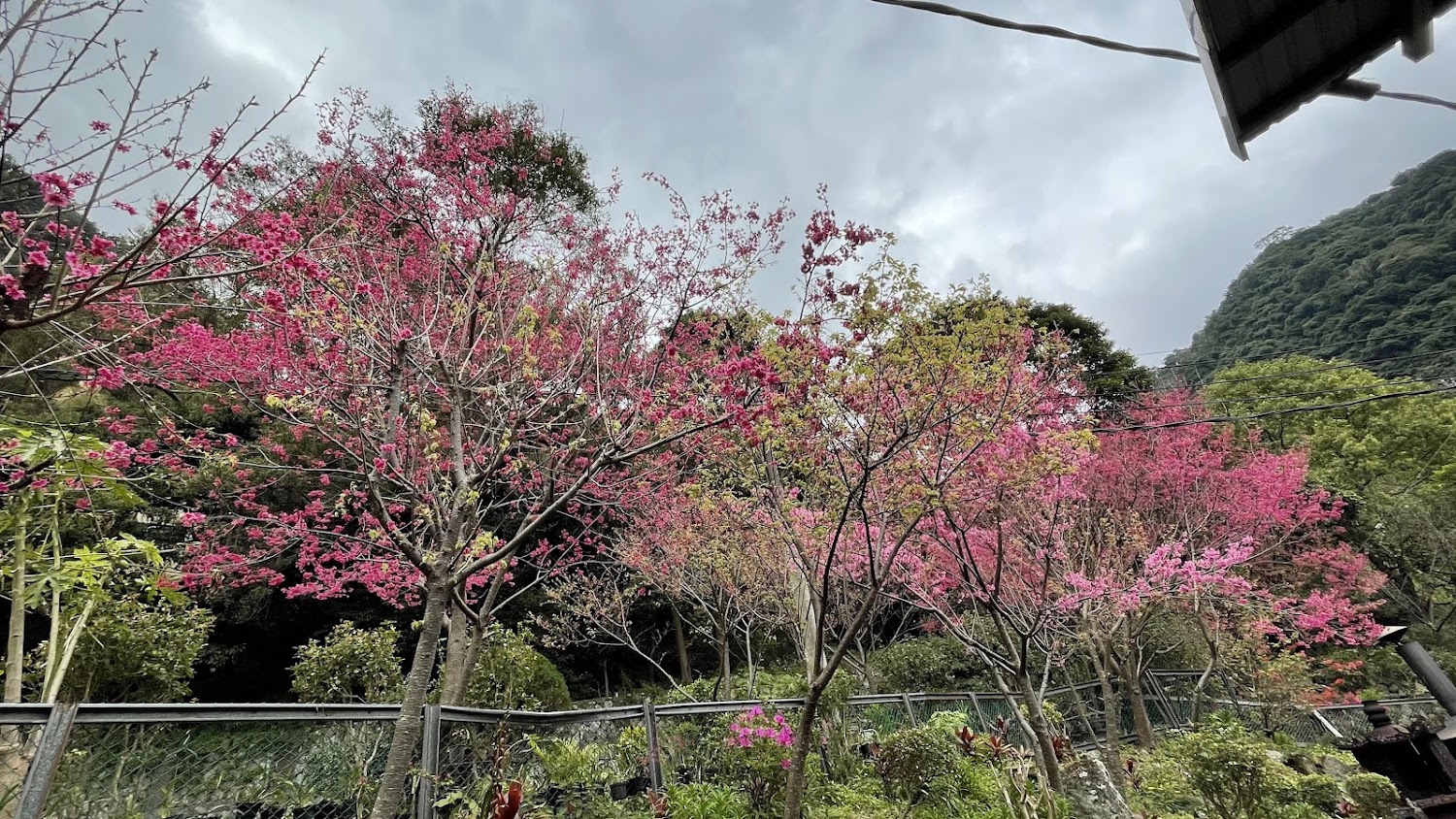 觀音山粉紅櫻花盛開景觀