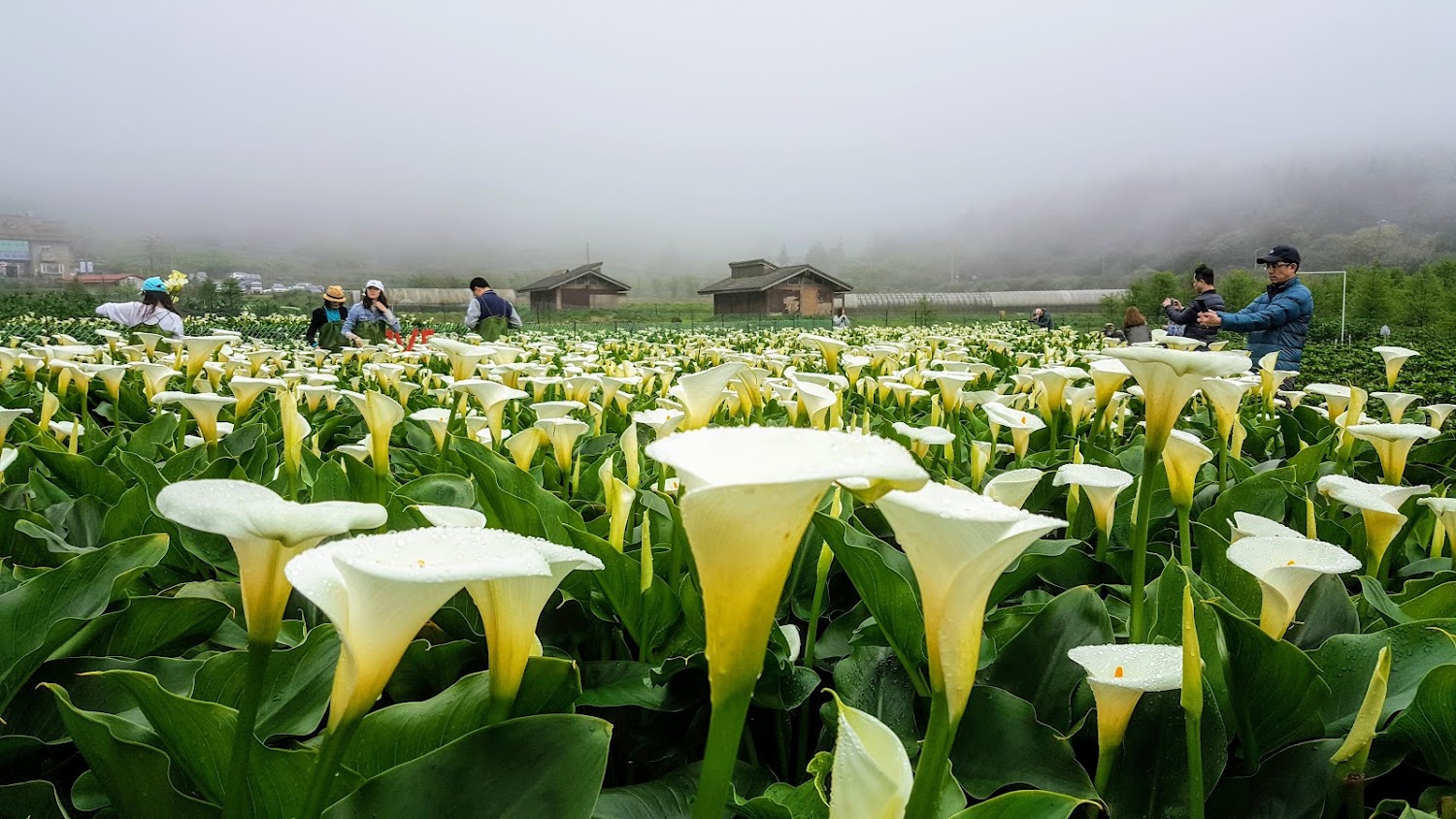 陽明山海芋花田與農舍