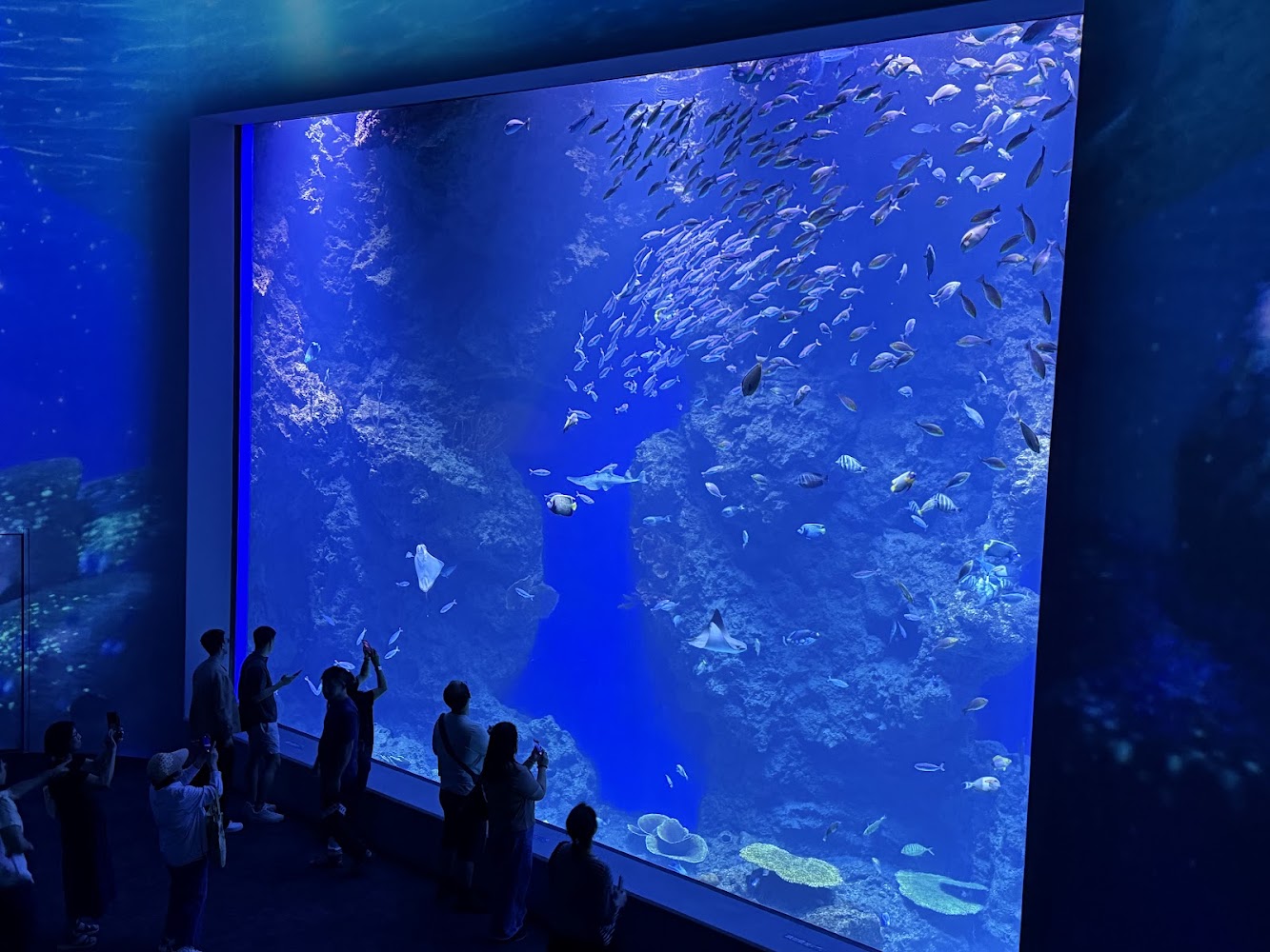 台中海洋館大型水槽