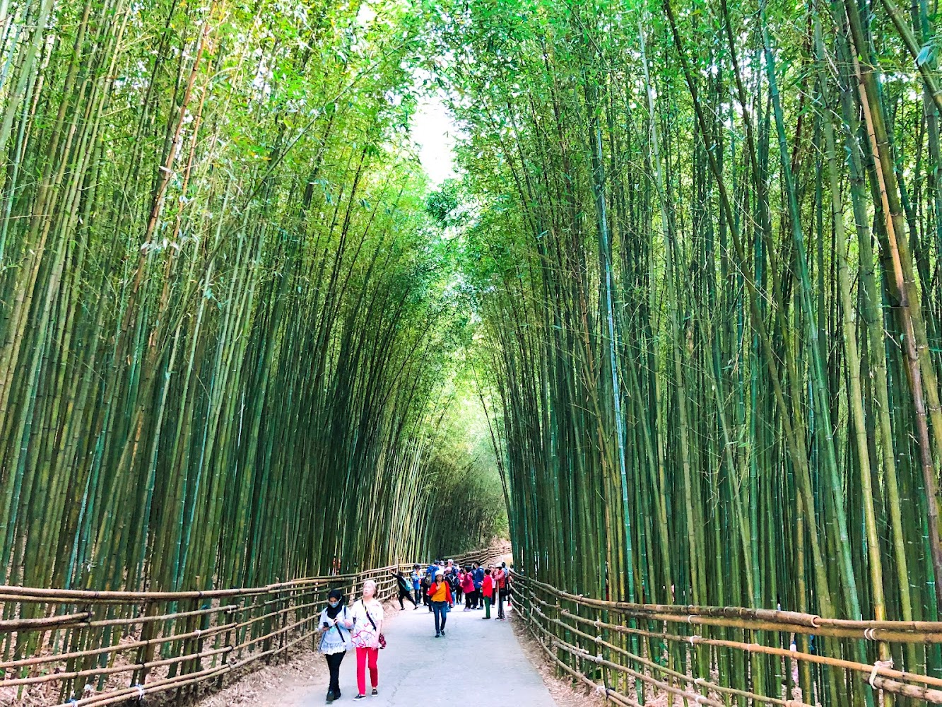 竹林步道與高聳竹海