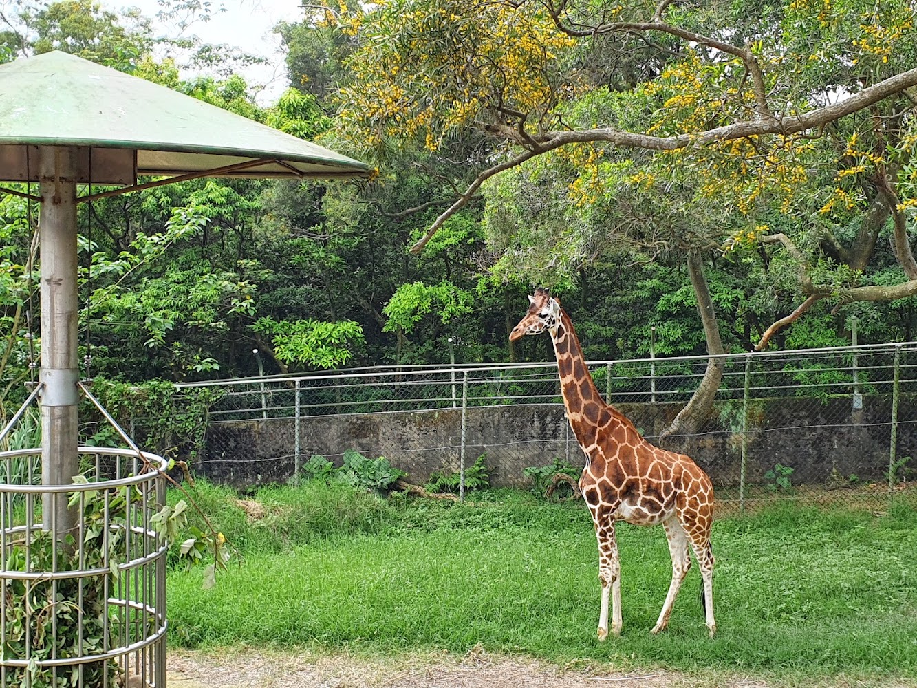 六福村長頸鹿