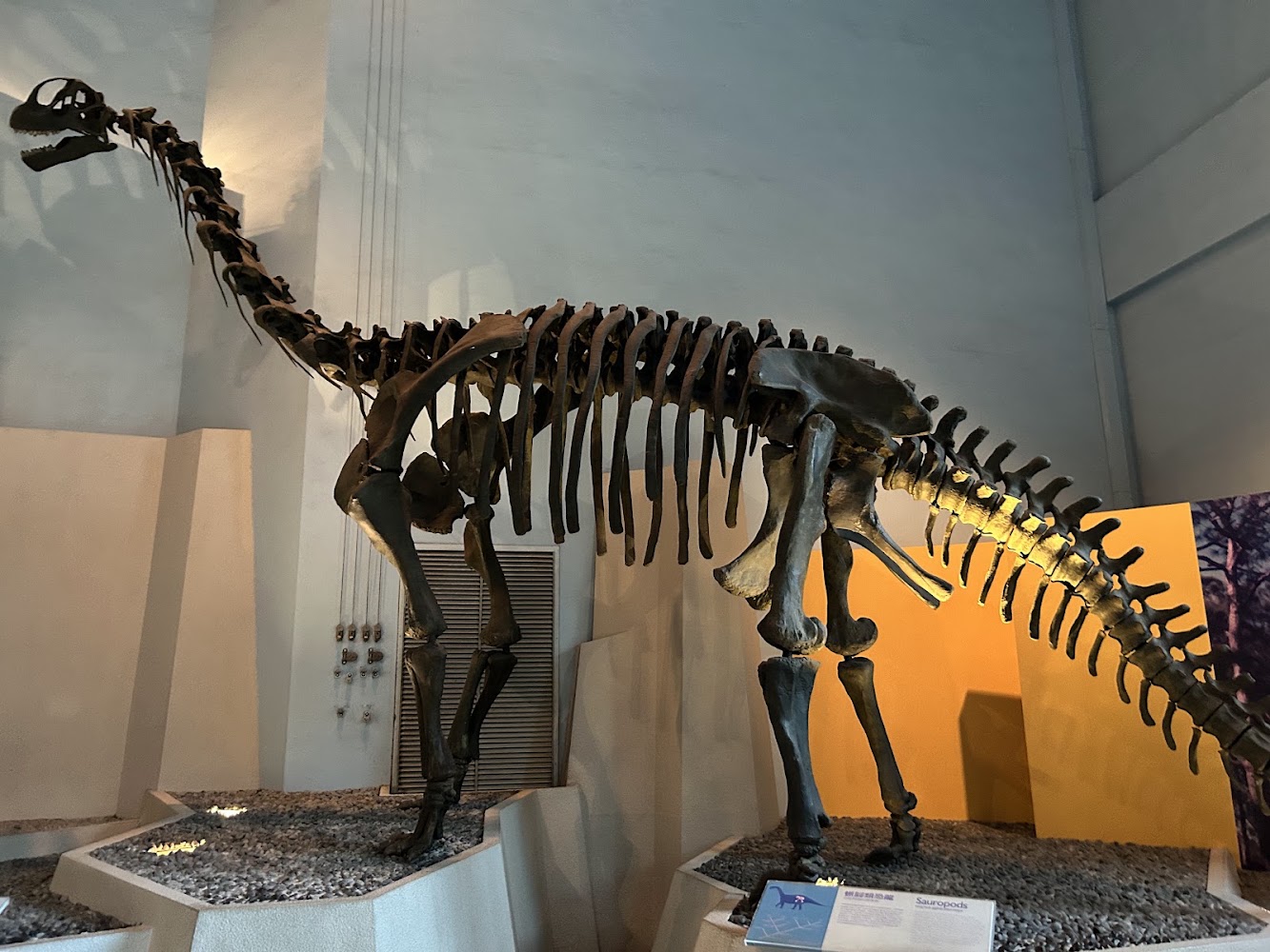 生命科學廳大型恐龍骨架化石展示