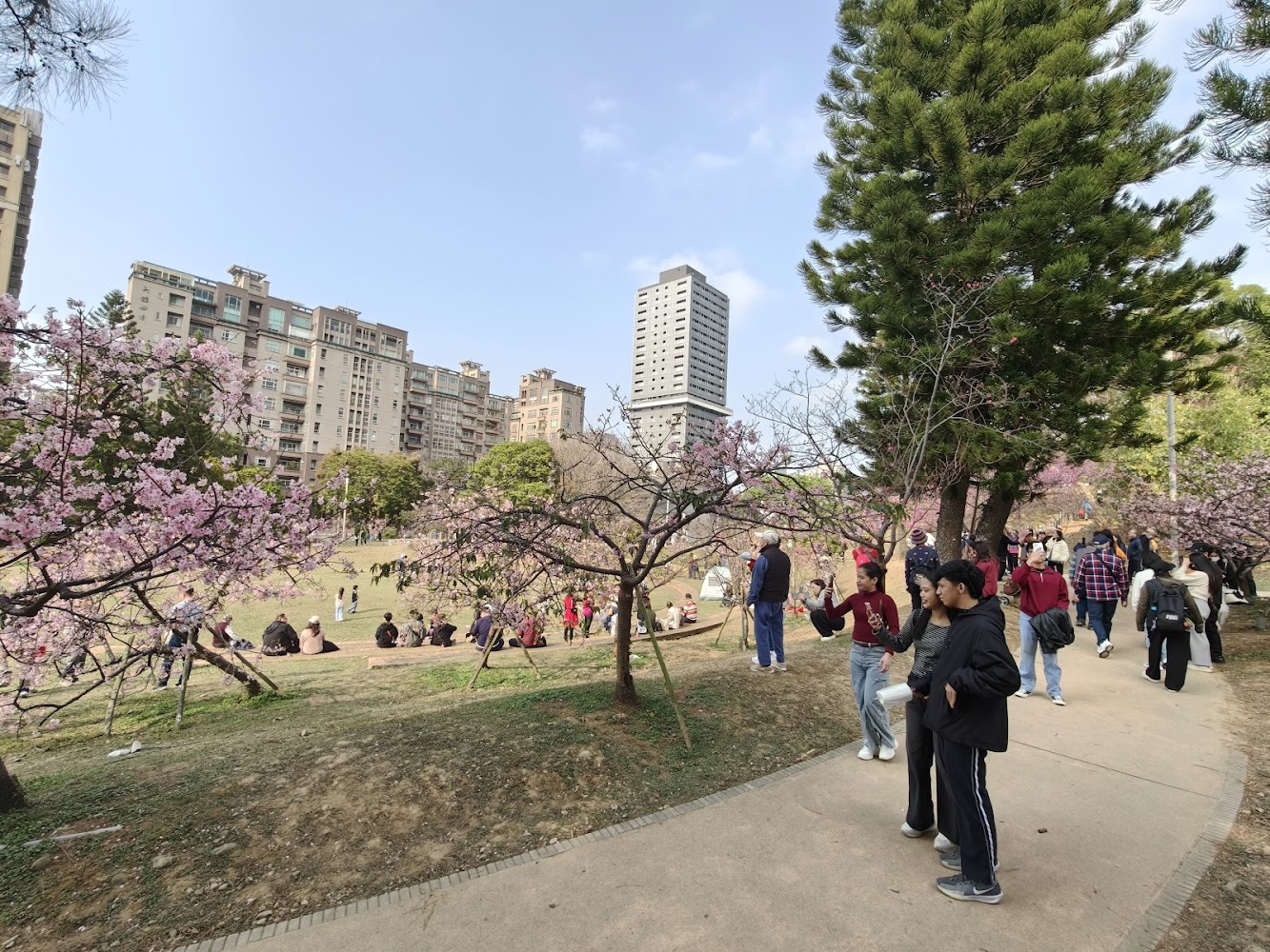 新竹公園櫻花與草地景色