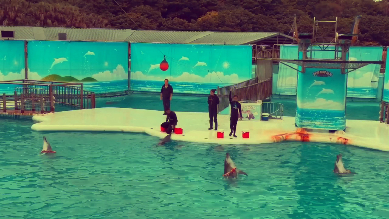 野柳海洋世界海豚表演