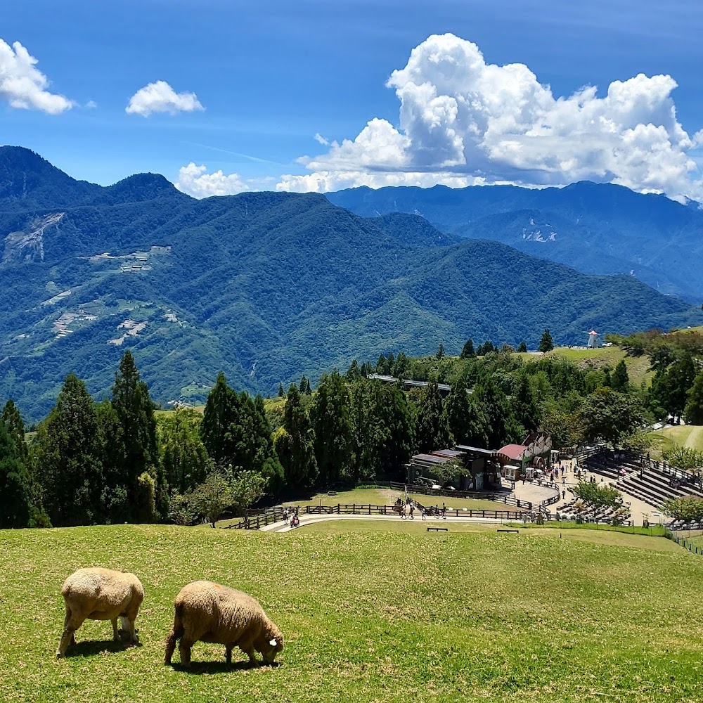 清境農場青青草原草地上的綿羊與山景