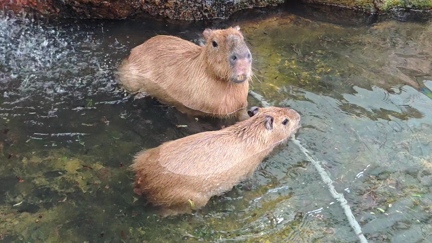 蘭陽動植物王國水豚戲水