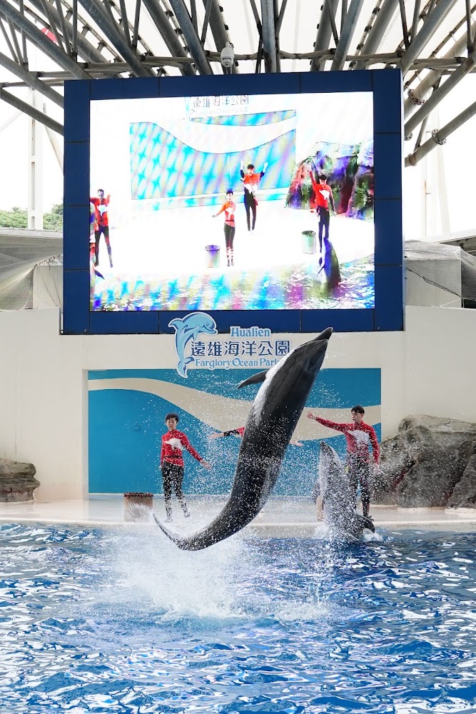 海豚躍出水面與訓練師互動