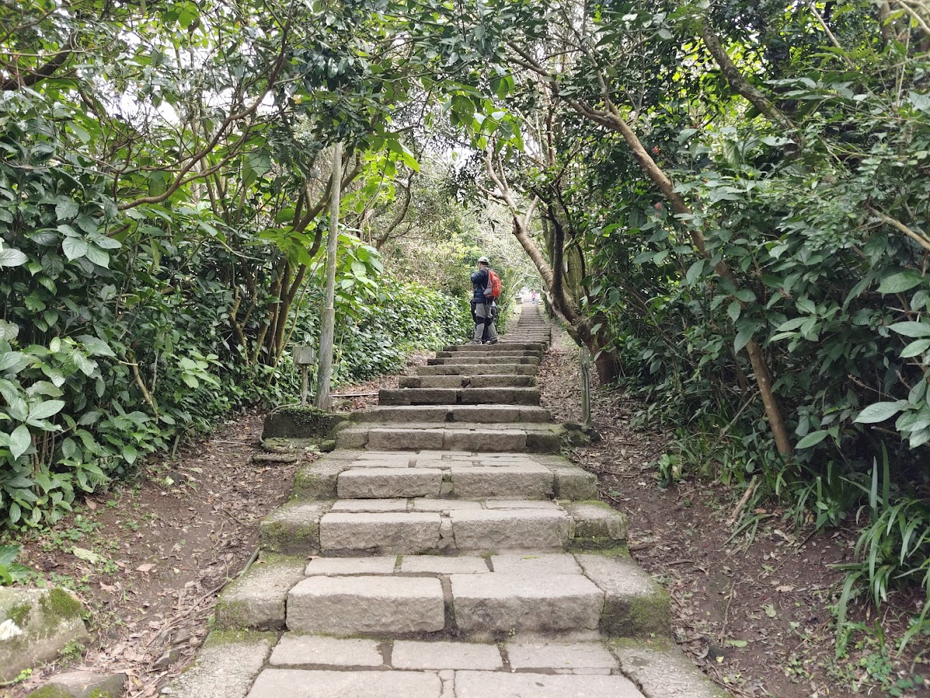 觀音山石階步道與綠樹包圍登山景象