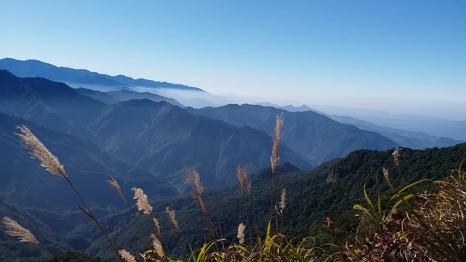 加里山層疊山巒與前景蘆葦草