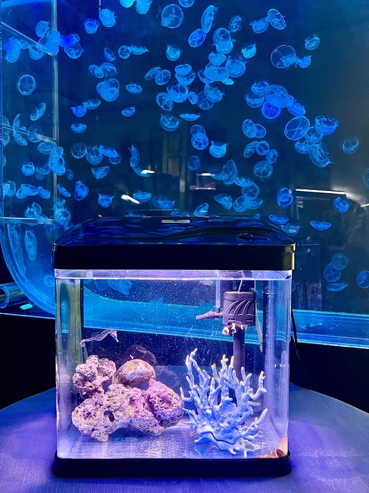 藍海療癒 桌上魚缸與水母背景