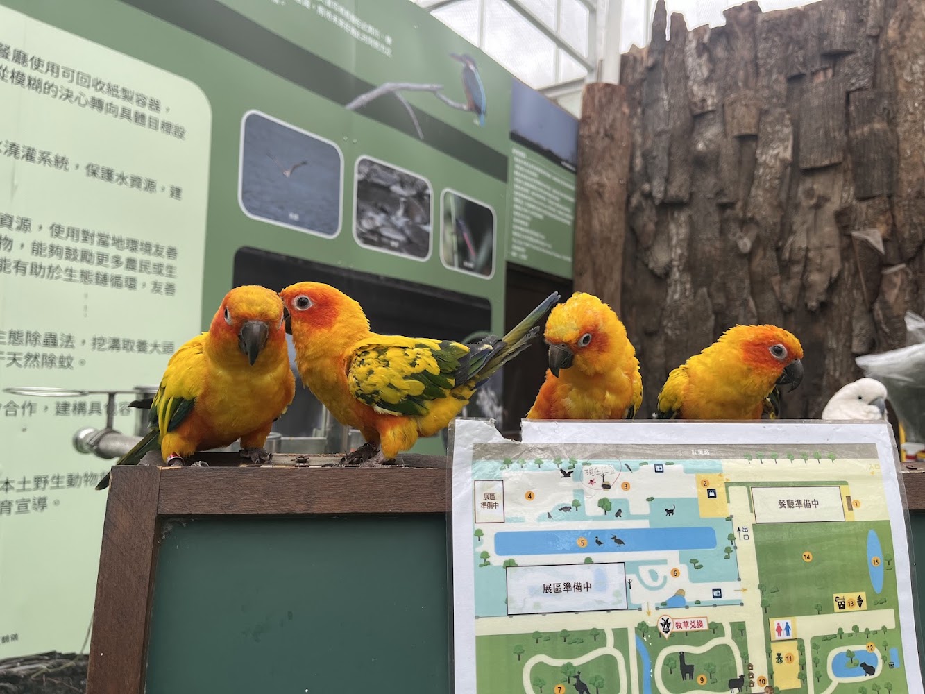 蘭陽動植物王國多隻鸚鵡展示