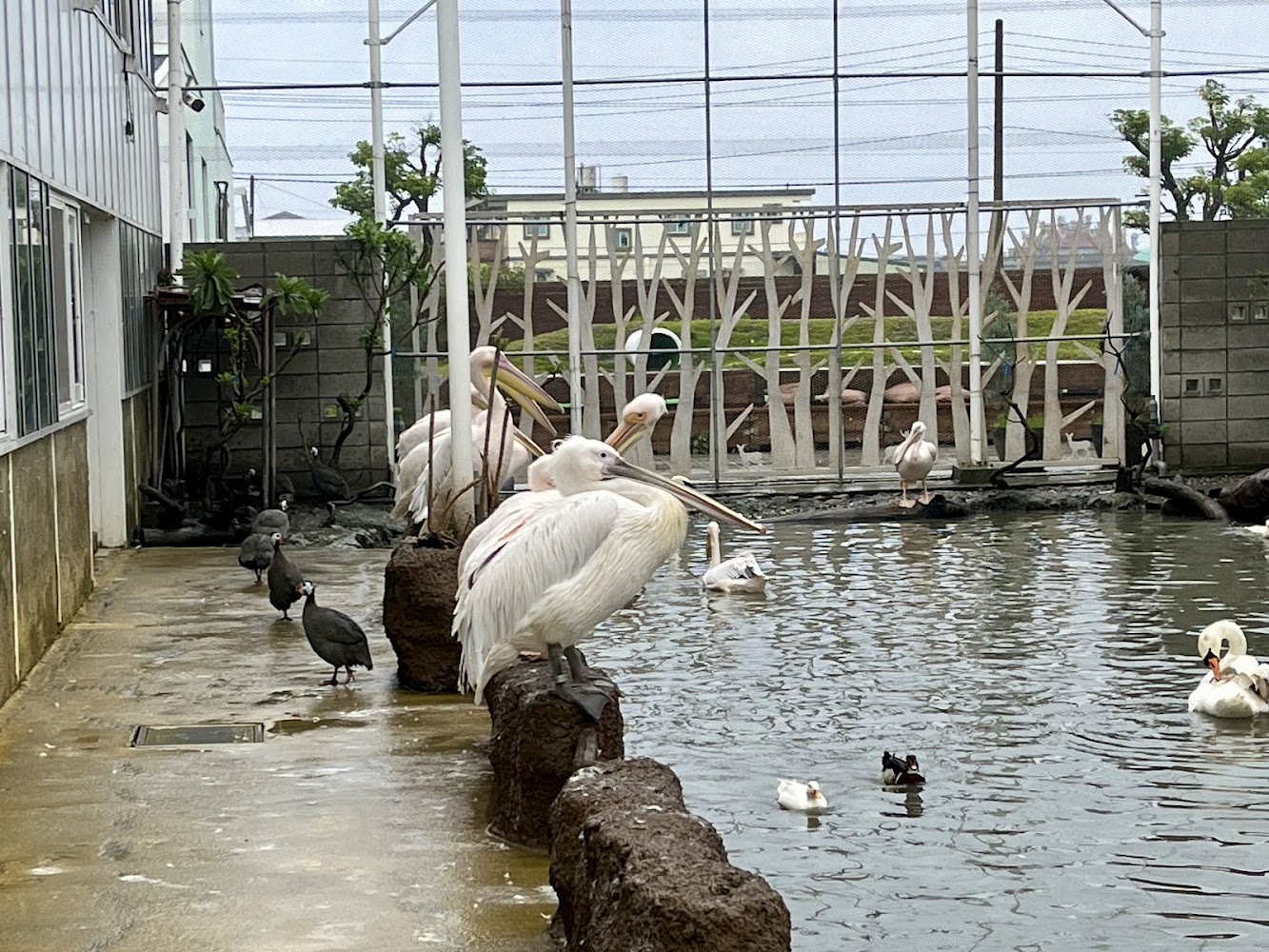 蘭陽動植物王國水鳥池
