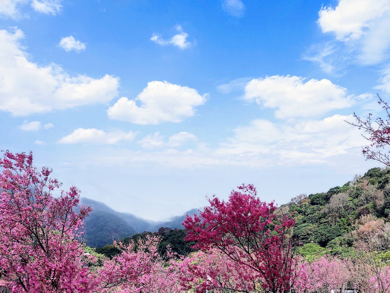 陽明山櫻花與山景