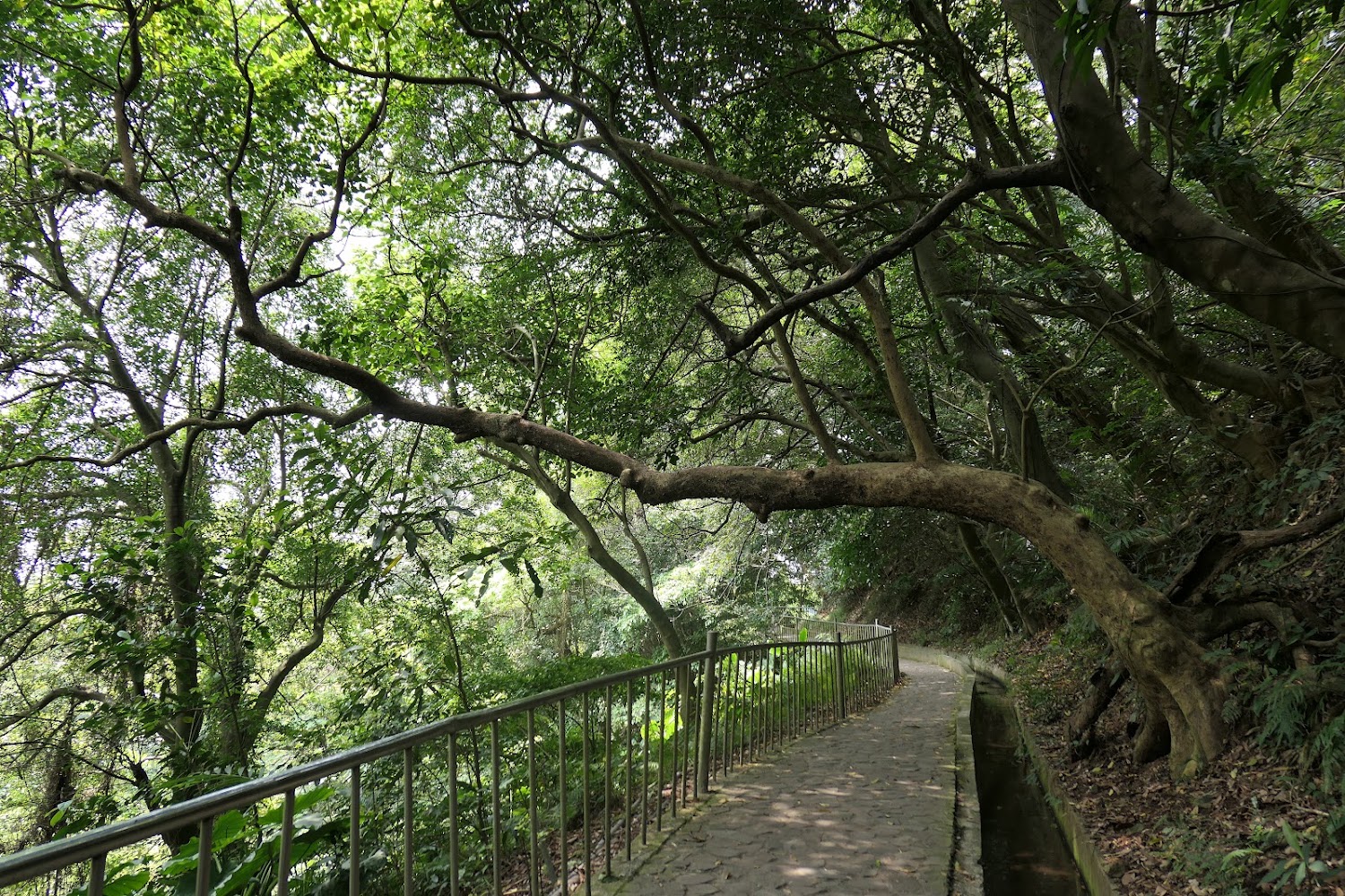 石磚步道旁有扶手與茂密森林