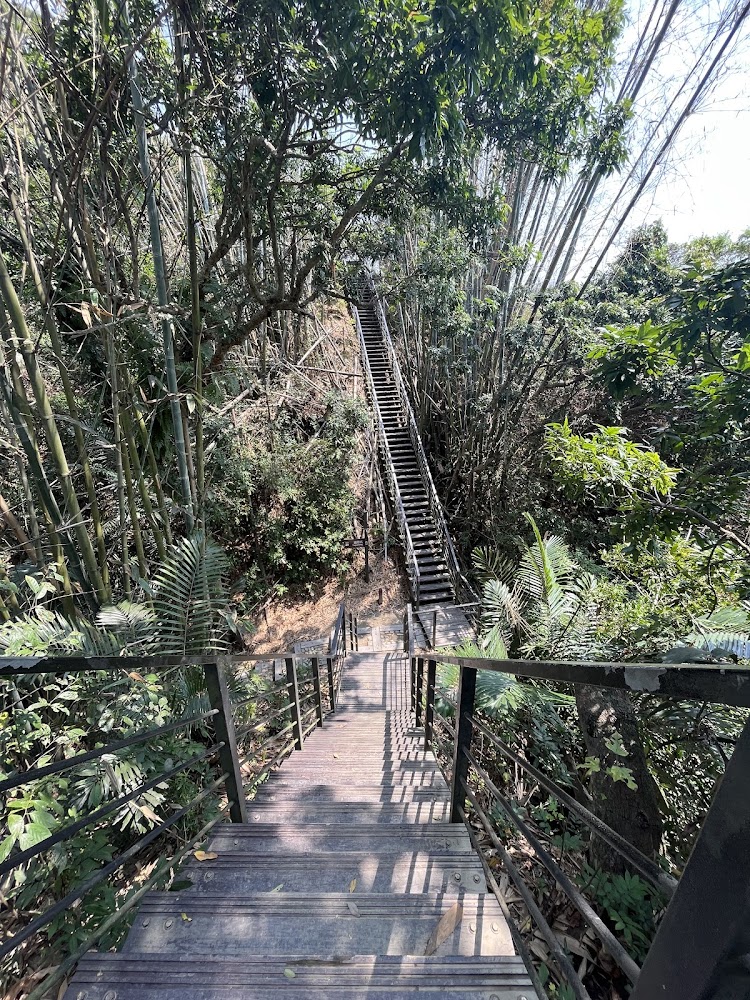 龍過脈森林步道竹林階梯步道