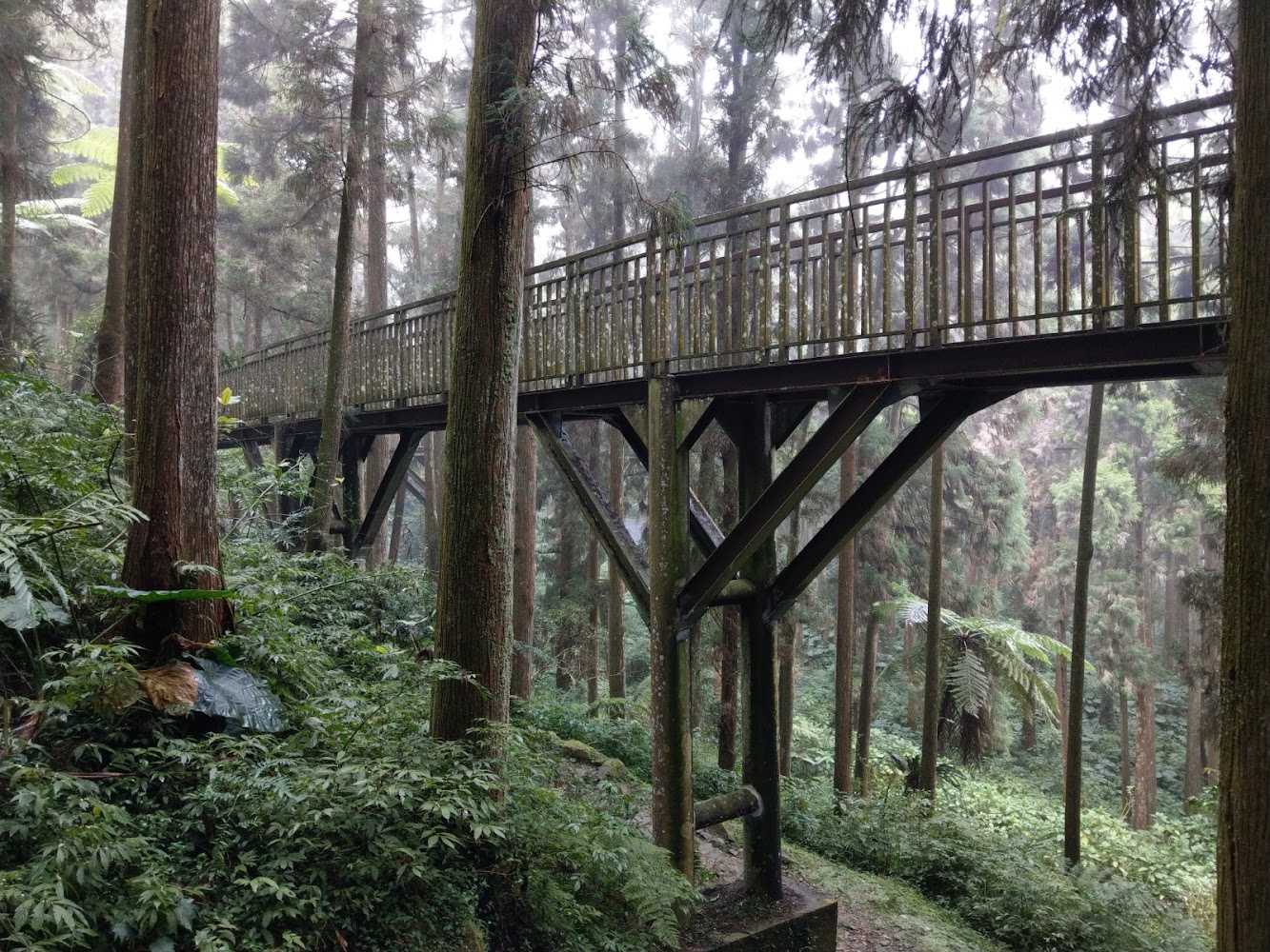 溪頭森林木棧道穿越高大樹林