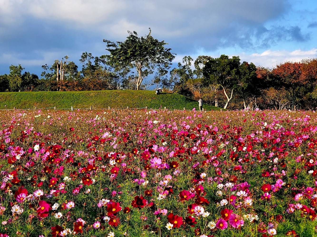 后里花田綠廊粉紅花海景色