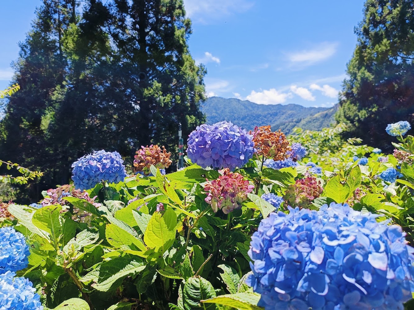 盛開藍紫色繡球花與遠山藍天景色