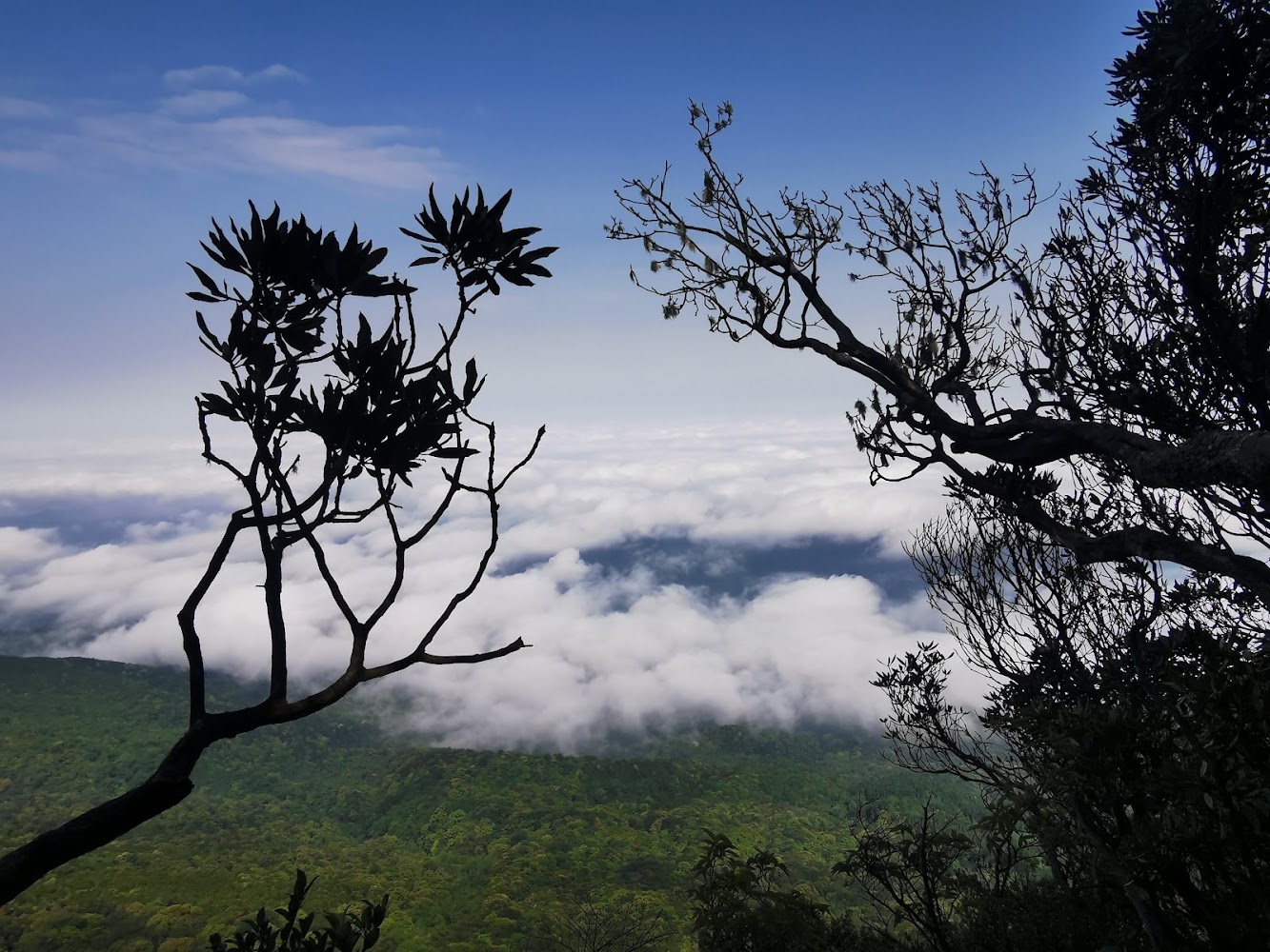 加里山山林前景與遠方雲海