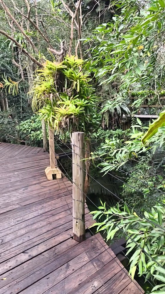 綠世界生態農場大探奇區森林木棧道