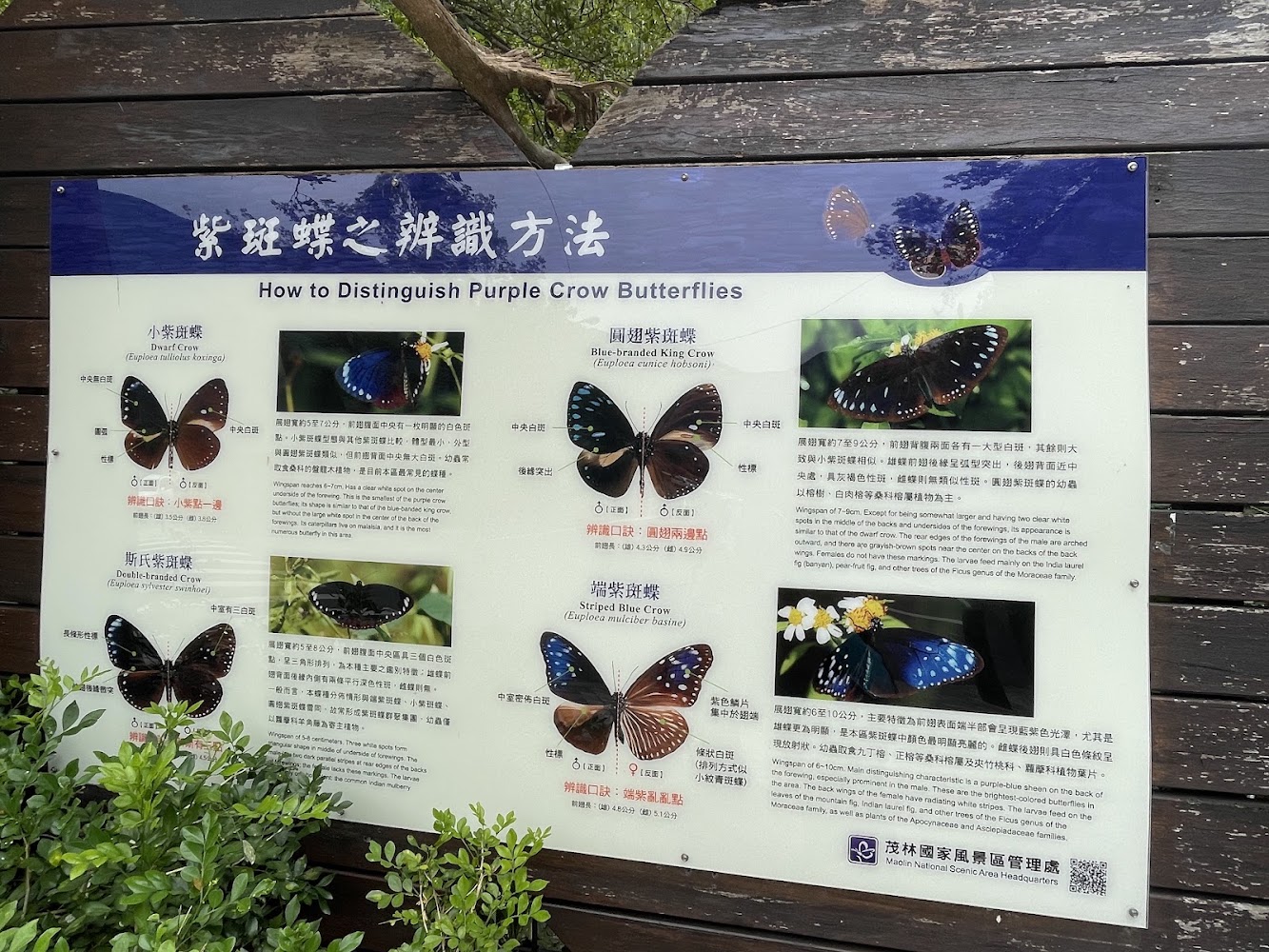 紫斑蝶辨識解說牌與常見種類介紹