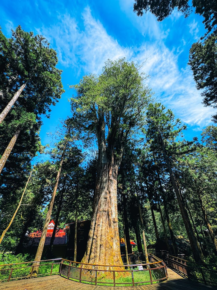 高大巨木與木棧道