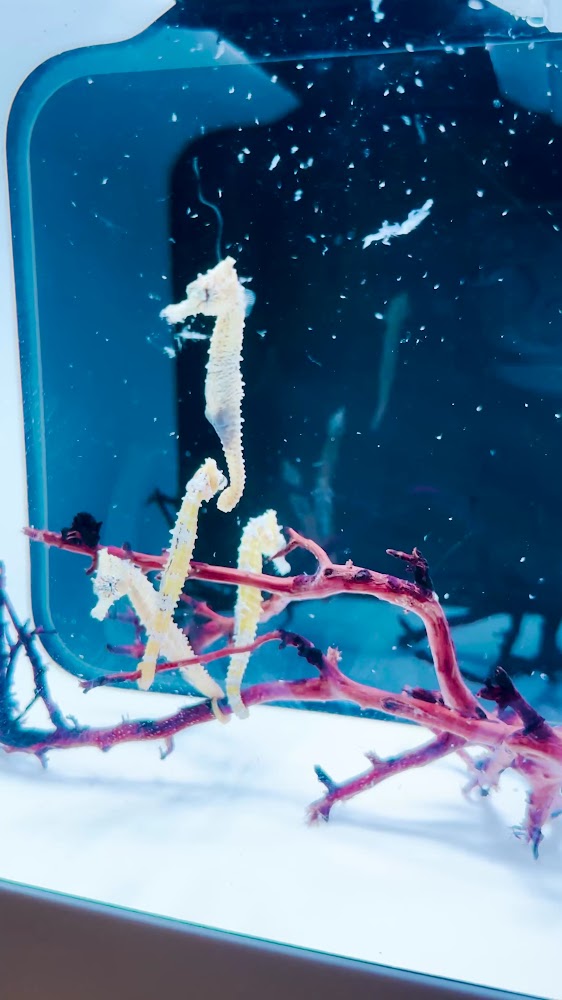 藍海療癒 海馬展示