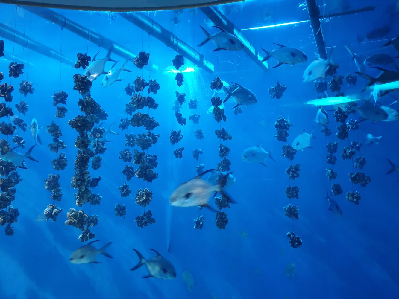 臺灣水域館館內魚群展示