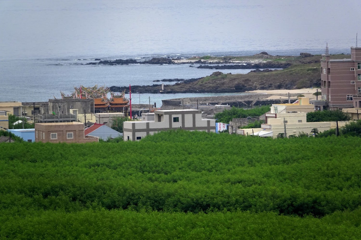 樹叢與廟宇屋頂遠景海岸地形