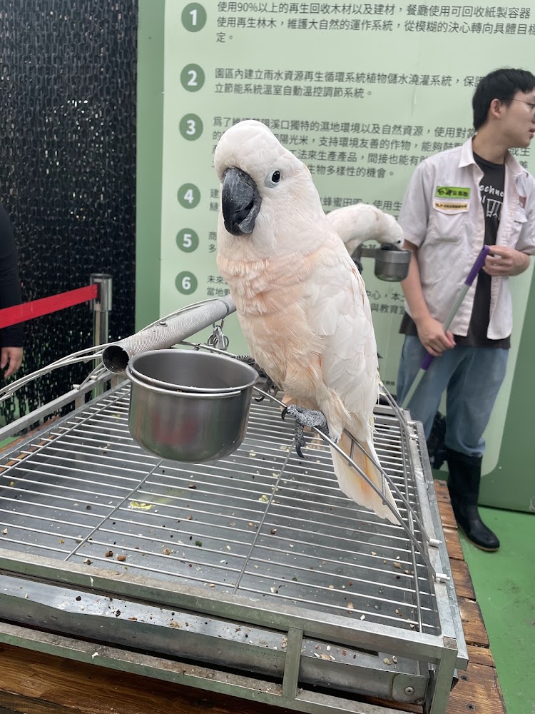 蘭陽動植物王國白色鳳頭鸚鵡
