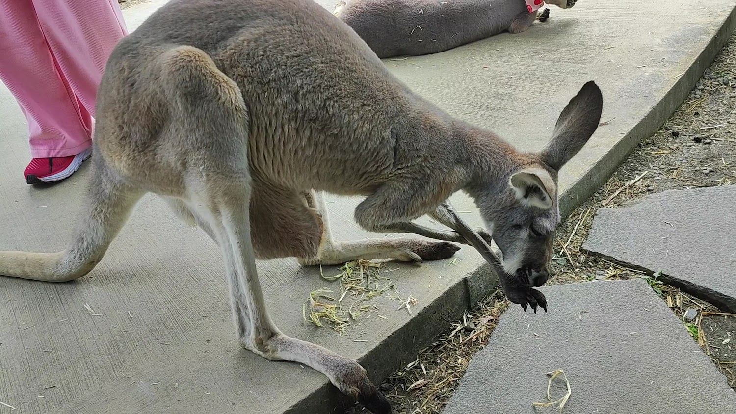 蘭陽動植物王國袋鼠進食