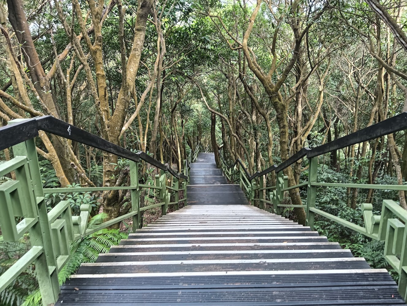 穿越綠色樹林的木製階梯步道