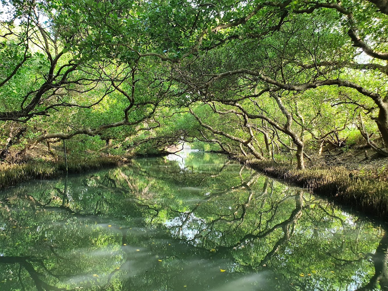 四草綠色隧道水道與紅樹林倒影