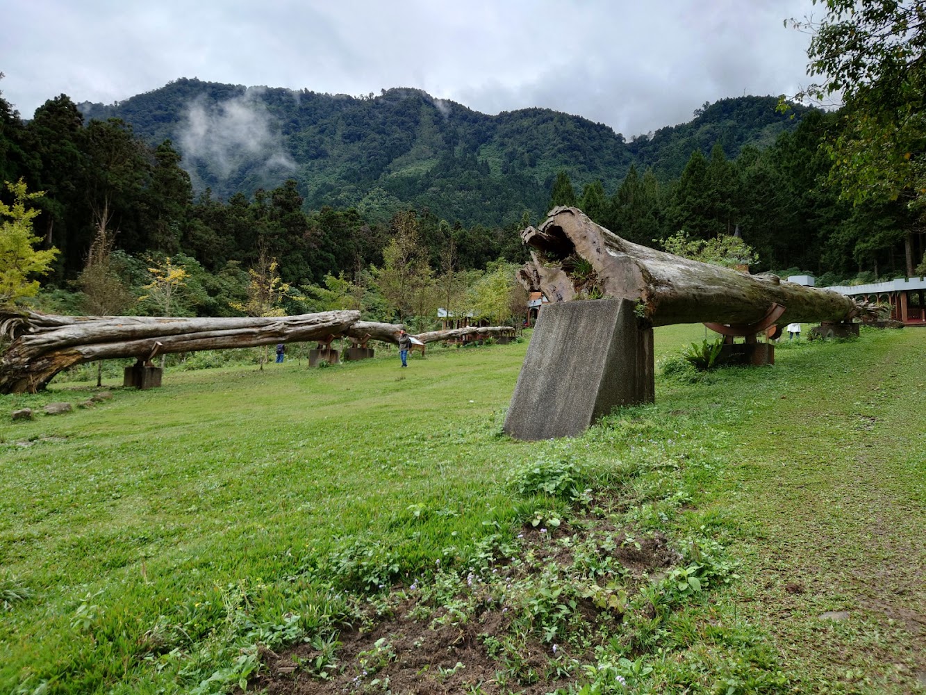 溪頭綠色大草地與巨大倒木