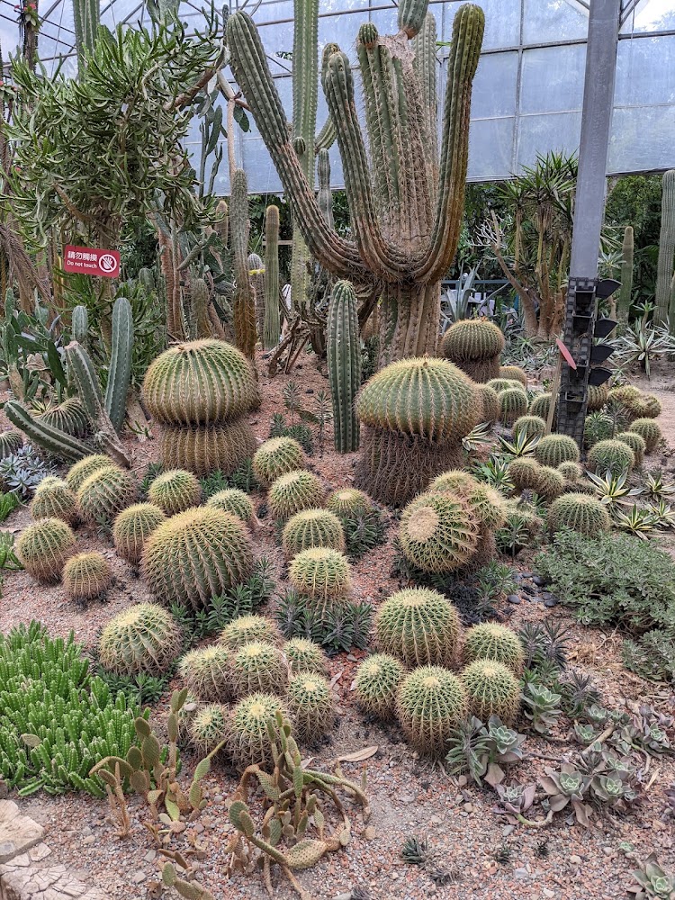 綠世界生態農場大探奇區仙人掌與多肉植物