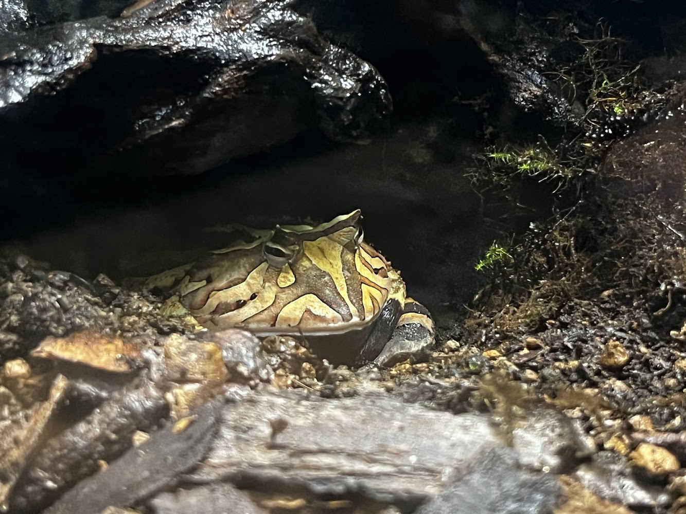 Xpark 雨林展區青蛙