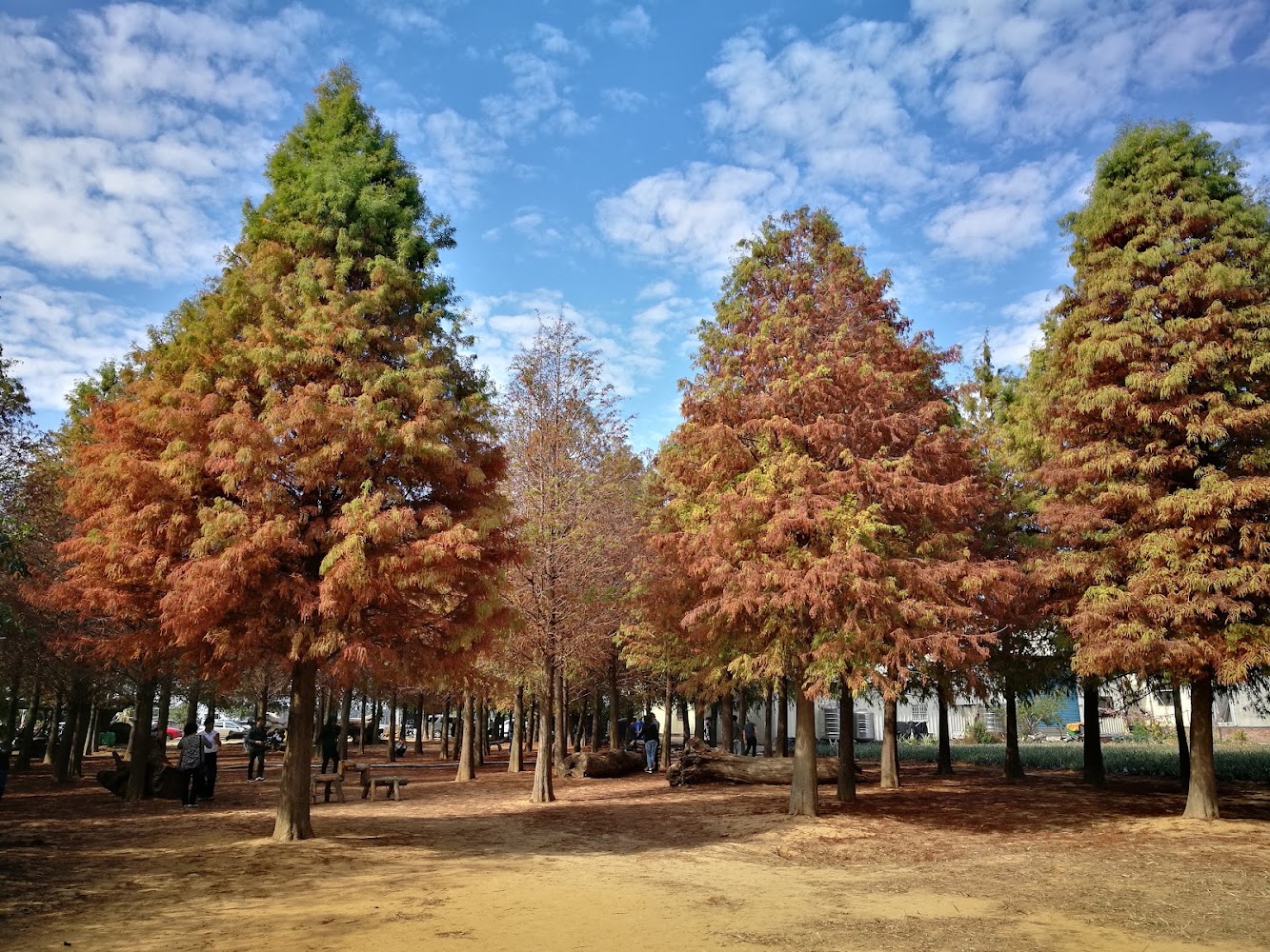 南投落羽松森林秋季樹林景色