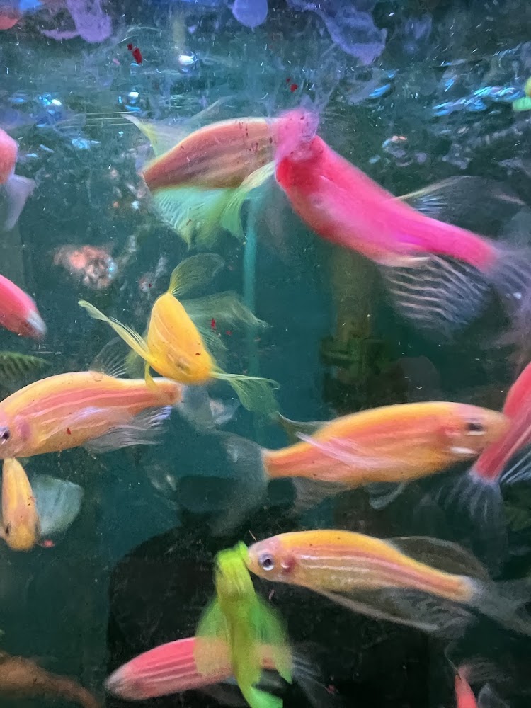 錦美水族園 彩色熱帶魚